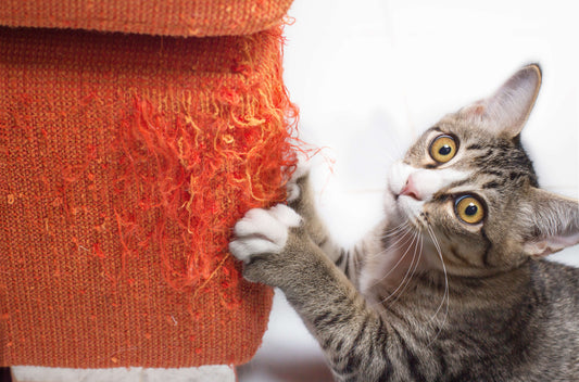 A playful tabby cat scratching an orange sofa, looking curious and energetic, showcasing vitality supported by proper nutrition