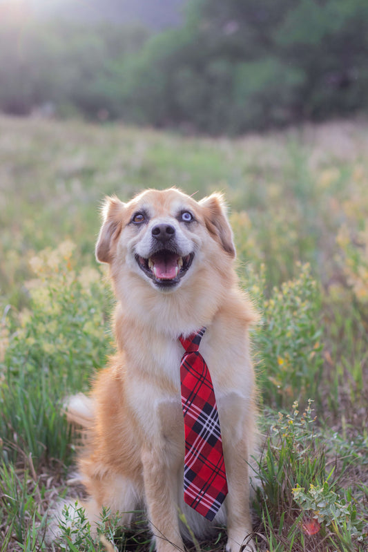 A happy dog with a shiny coat, sitting in a grassy field wearing a red plaid tie, representing the benefits of a balanced diet for dogs